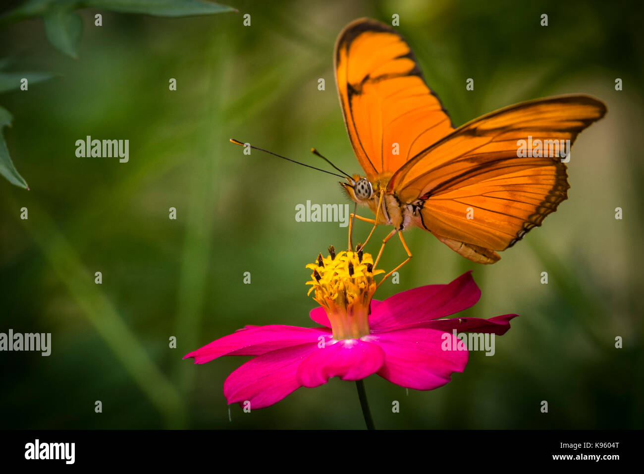 Orange Julia Butterfly Fütterung auf eine tropische Blume Stockfoto