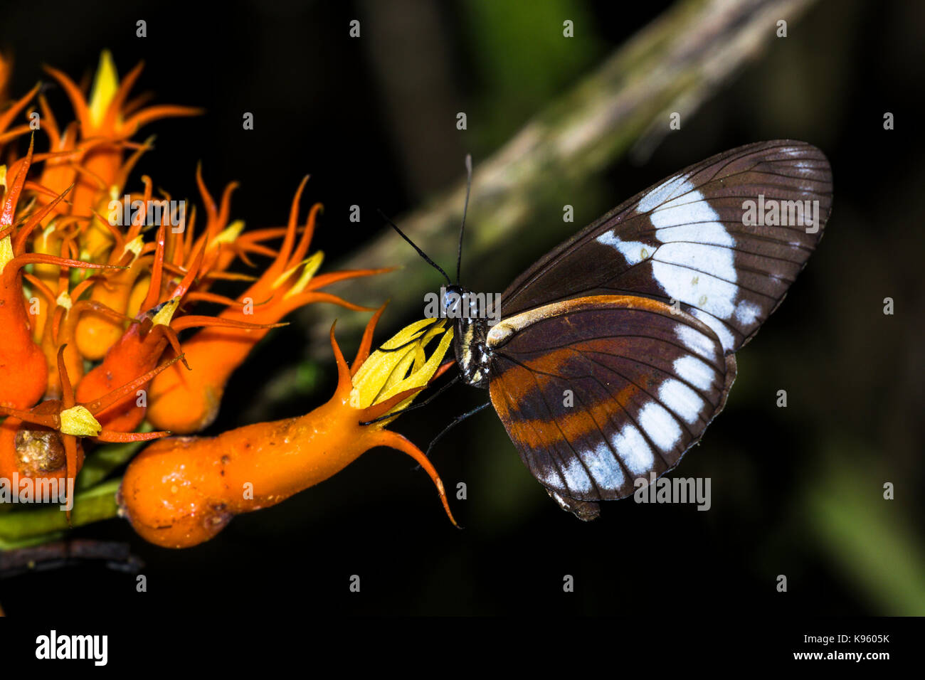 Schmetterling Fütterung auf eine tropische Blume Stockfoto