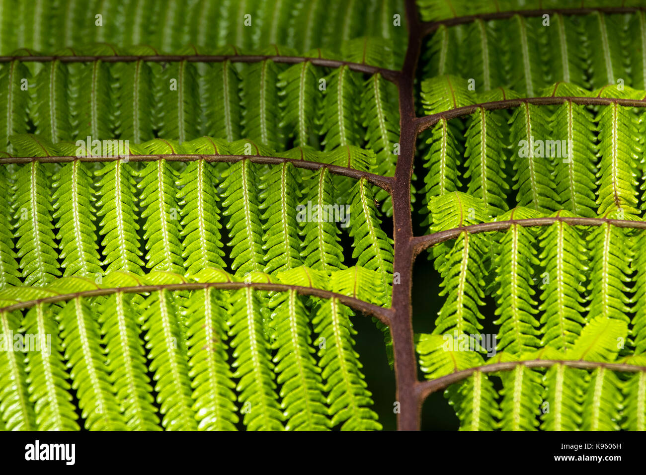 Grüne Farn Blätter Nahaufnahme Stockfoto