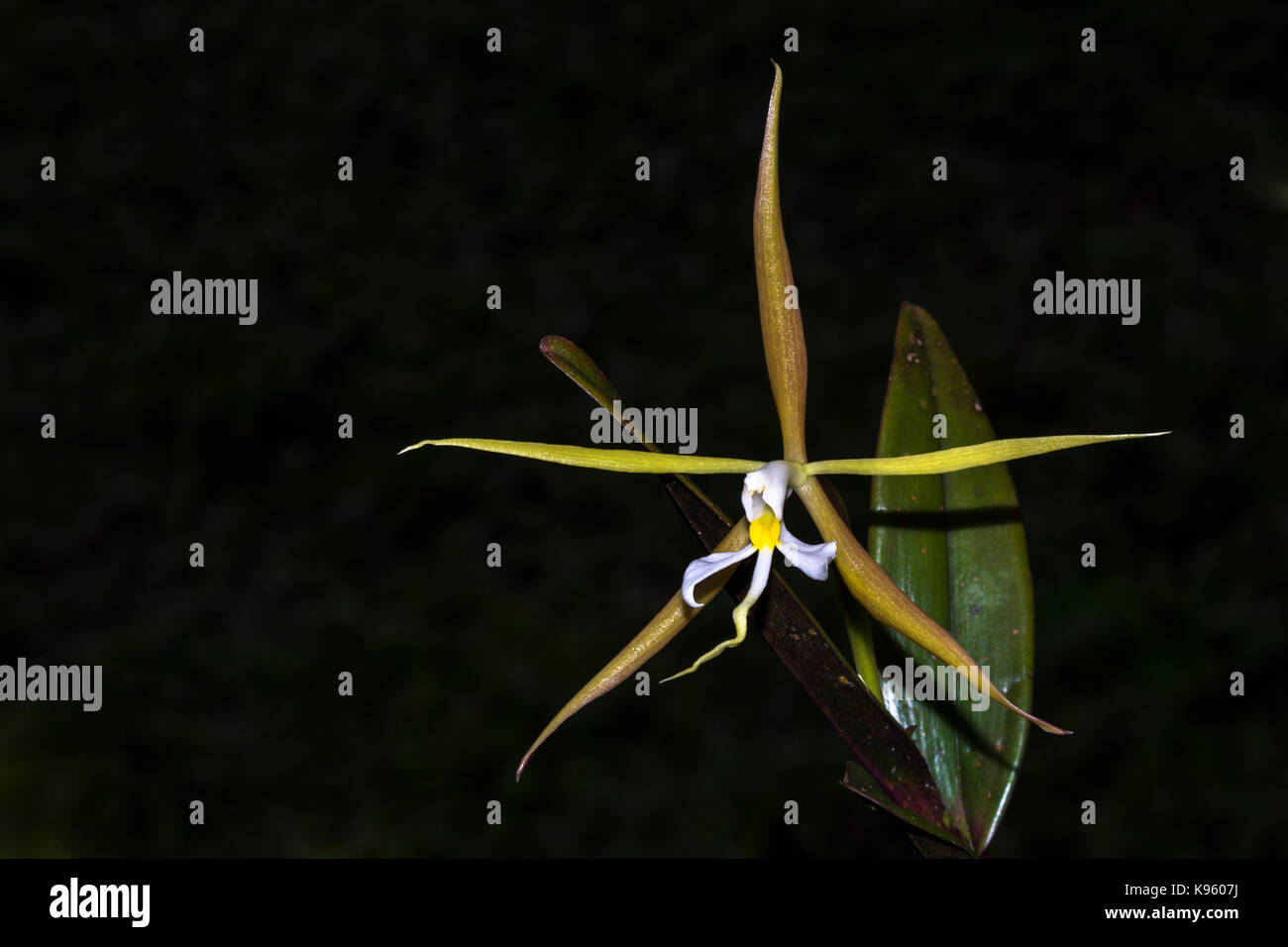Zarte kleine Orchideen Epidendrum nocturnum mit weißem Zentrum Farben Stockfoto