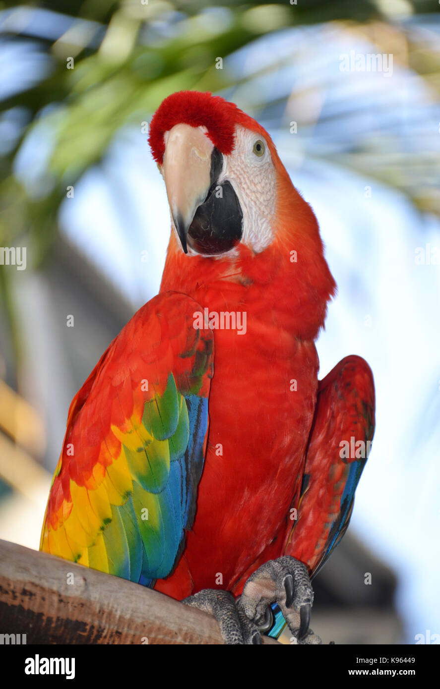 Portrait von Amazon ara Papagei Stockfotografie - Alamy