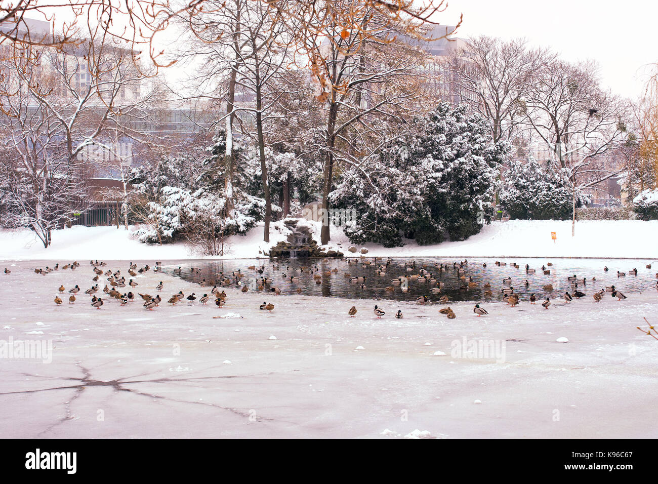 Teich im Winter City Park mit Vögeln. Horizontale erschossen. Stockfoto