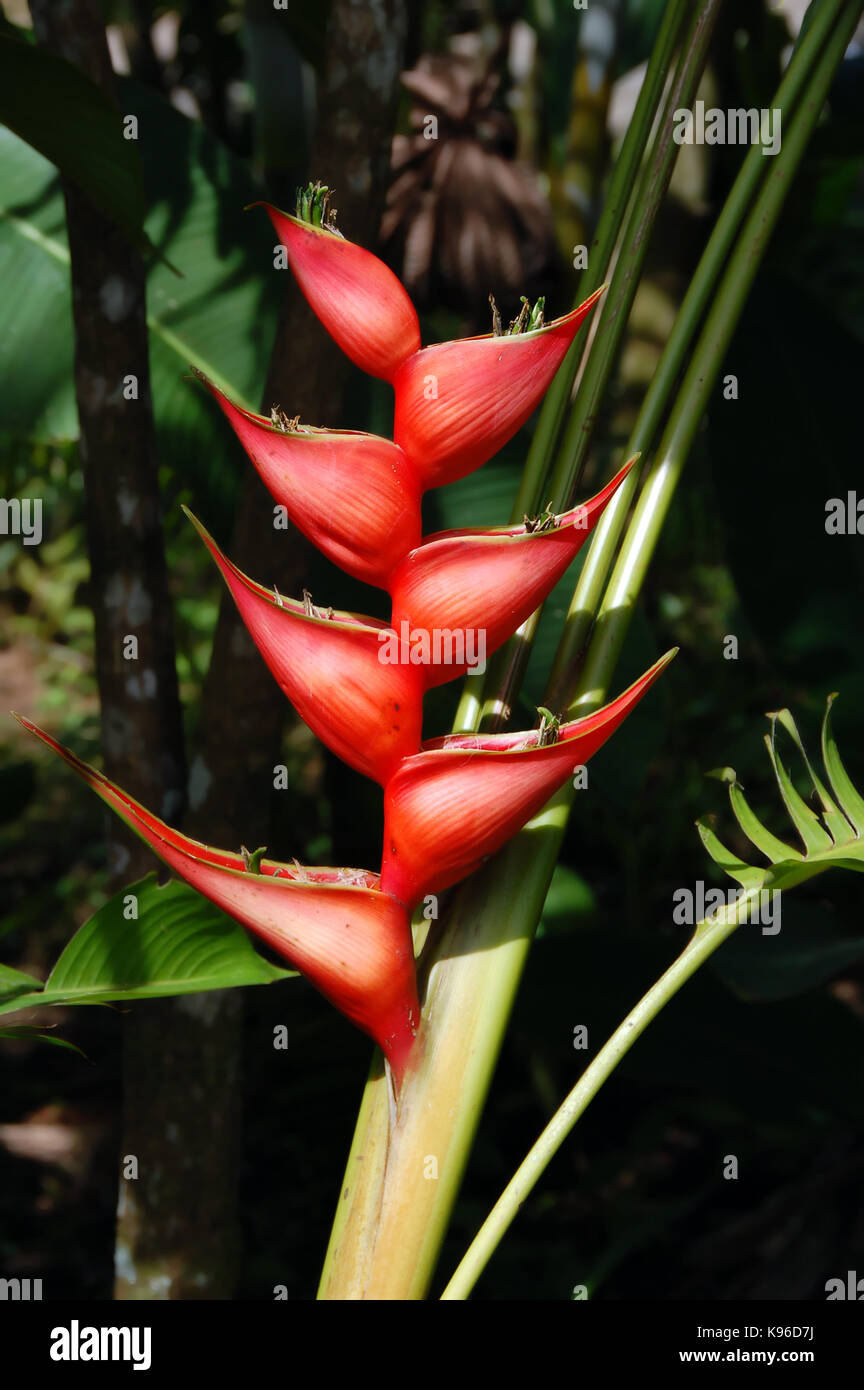 Riesige heliconia mit leuchtend roten Hochblätter, die Wasser binden und Bugs und Moskitos gewinnen wächst wild im Costa-ricanischen Regenwald. Stockfoto