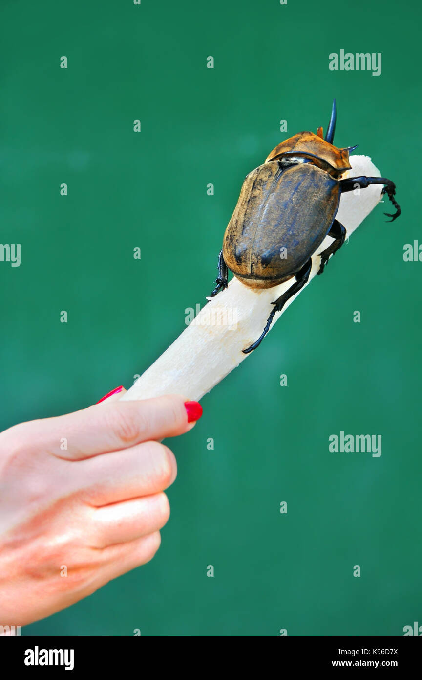 Frisches Zuckerrohr wird von einem Nashorn Käfer konsumiert. Woman's Hand hält Zuckerrohr und zeigt Größe Vergleich der riesigen Insekt. Stockfoto