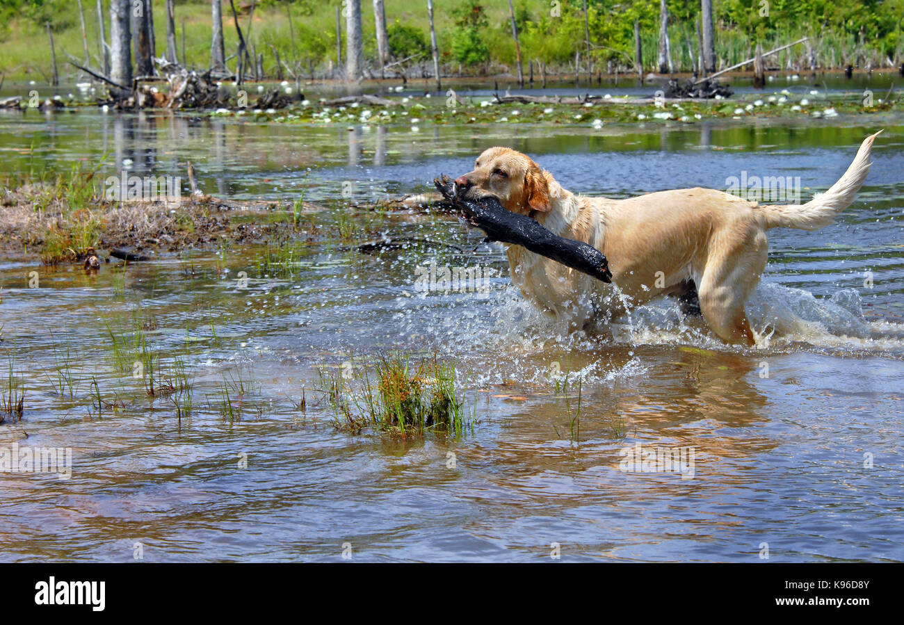 Blonde Labrador Retriever holt grossen Stock Eigentümer warf in See Cooty. Wasser tropft und spritzt wie Hund abruft. Stockfoto