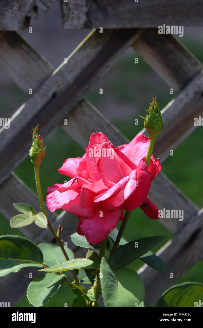 Rustikaler Zaun rücken ein helles Rosa im Garten der amerikanischen Rose Center in Shreveport, Louisiana rose. Zwei Rosenknospen wiederum Aro zu blühen erwarten Stockfoto