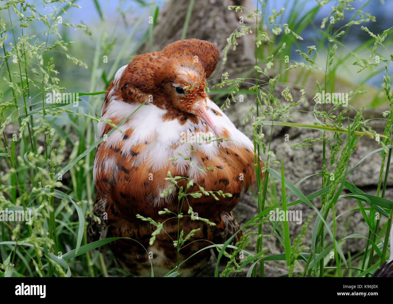 Ein männlicher Kampfläufer (Philomachus pugnax) in Zucht Gefieder Stockfoto