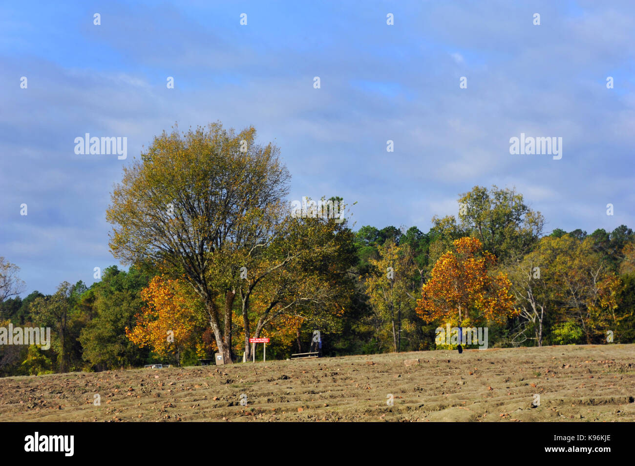 Herbst dreht sich Bäume gelb und golden im Krater des Diamanten State Park in Murfreesboro, Arkansas. Feld gepflügt und bereit für Graben. Stockfoto