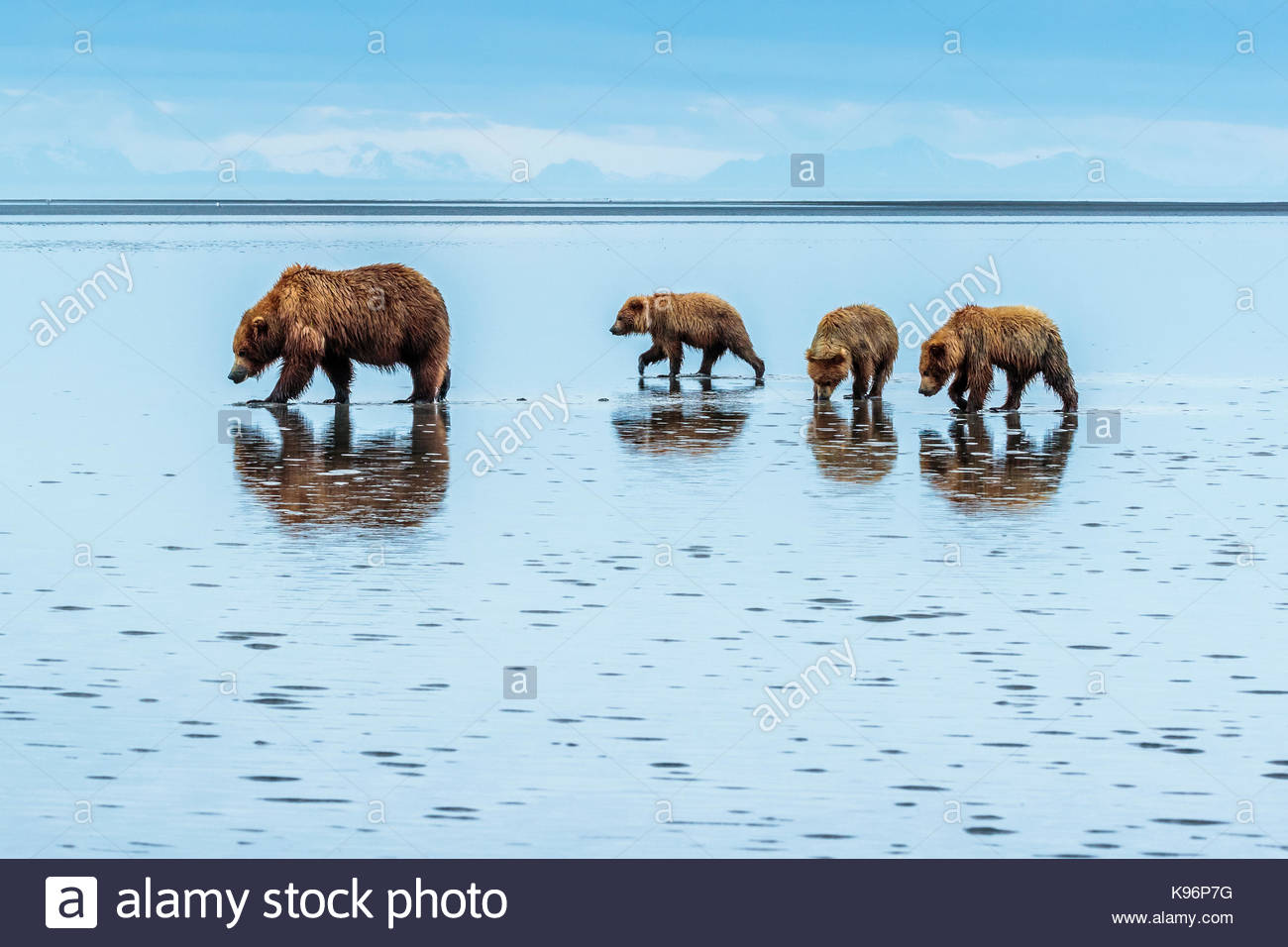 Küsten Braunbären, Ursus arctos, Graben und essen Muscheln an Sliver Salmon Creek in Lake Clark National Park, Alaska. Stockfoto