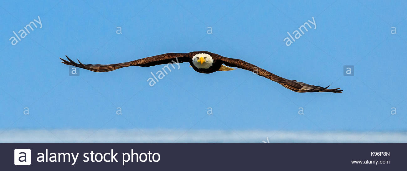 Der Weißkopfseeadler, Haliaeetus leucocephalus, im Flug entlang der Küstenlinie im Cook Inlet, Alaska. Stockfoto