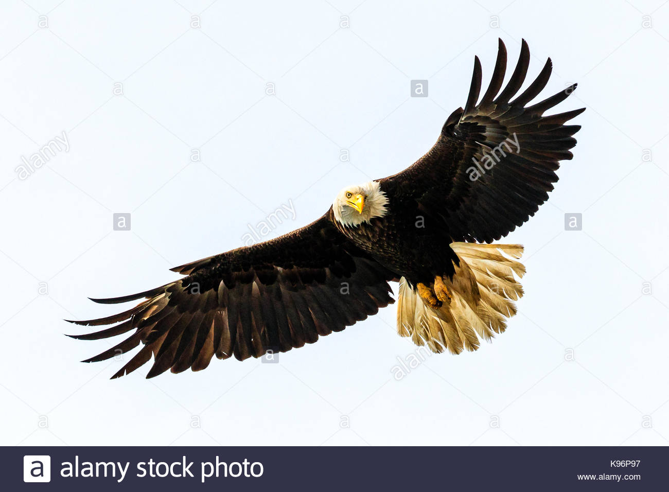 Weißkopfseeadler Haliaeetus leucocephalus, Angeln, die entlang der Küste im Cook Inlet, Alaska. Stockfoto