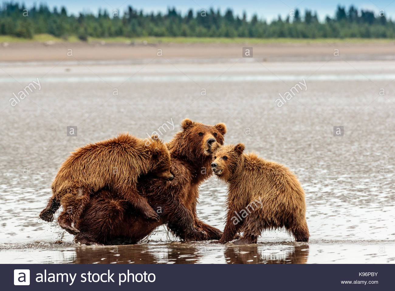 Küsten Braunbär, Ursus arctos, Familie an Sliver Salmon Creek in Lake Clark National Park, Alaska. Stockfoto