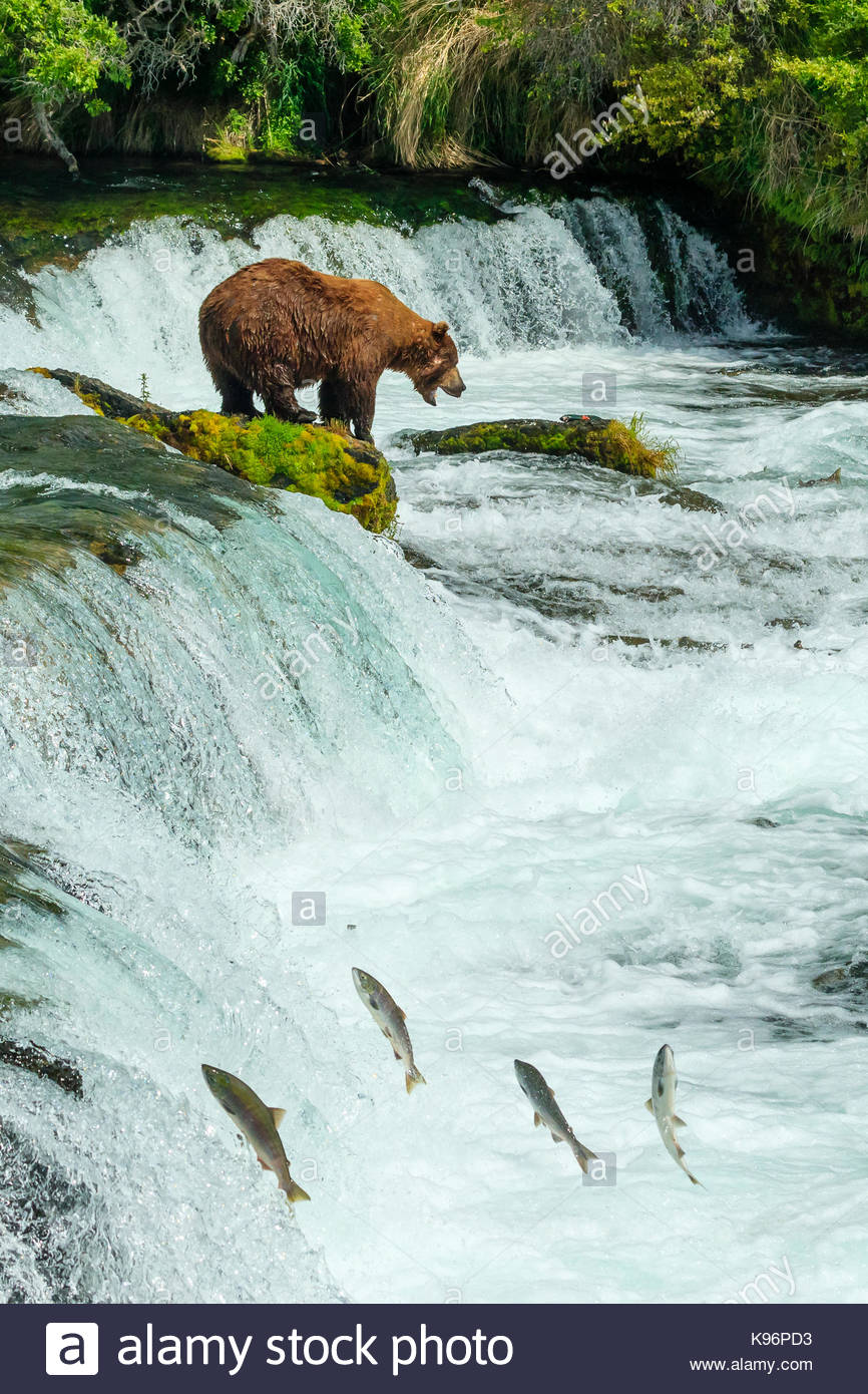 Braunbär, Ursus arctos, Angeln für sockeye Lachse an den Bächen fällt. Stockfoto