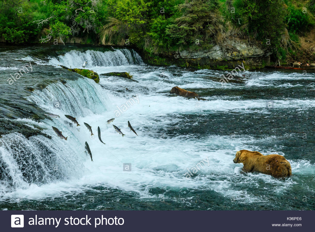 Braunbären, Ursus arctos, Angeln für sockeye Lachse unter Brooks Falls. Stockfoto