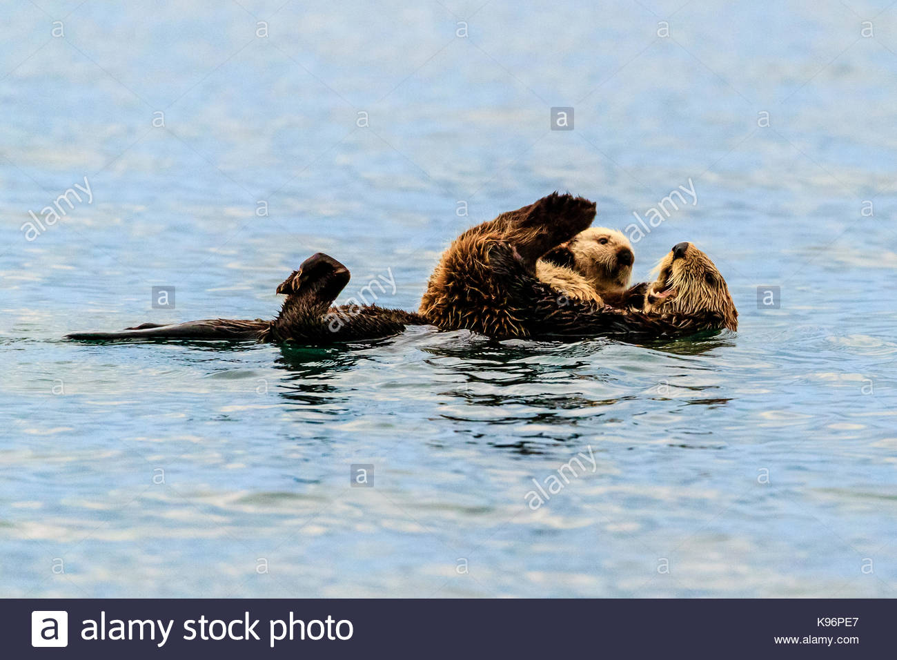 Sea Otter, Enhydra lutris, Mutter und Welpen in die Kachemak Bucht. Stockfoto