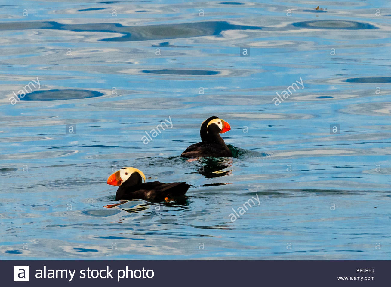 Getuftete Papageientaucher, Fratercula cirrhata, in die Kachemak Bucht. Stockfoto