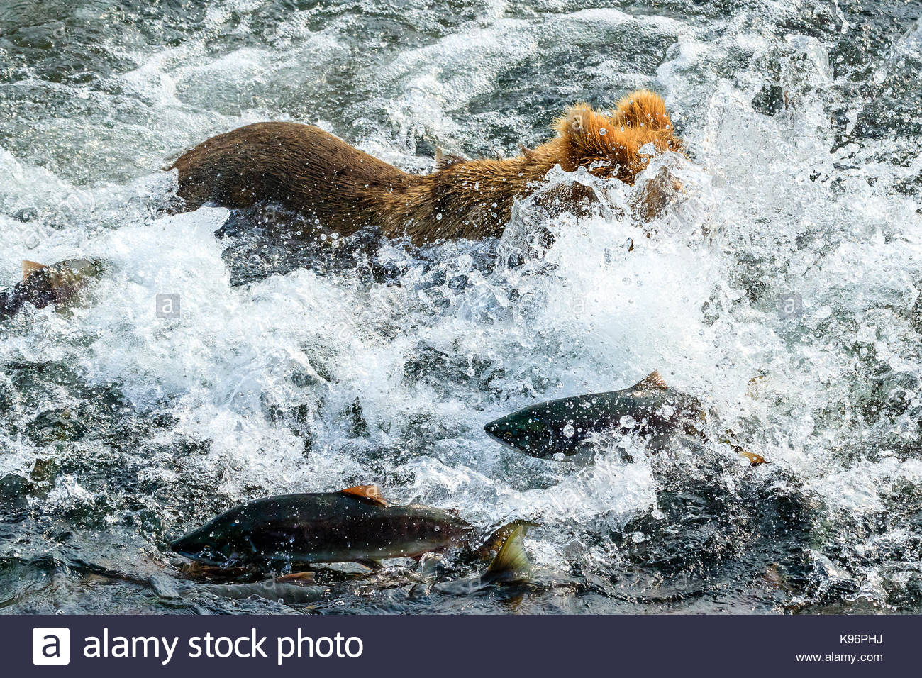 Jährling Braunbär, Ursus arctos, Angeln auf Lachs unter Brooks Falls. Stockfoto