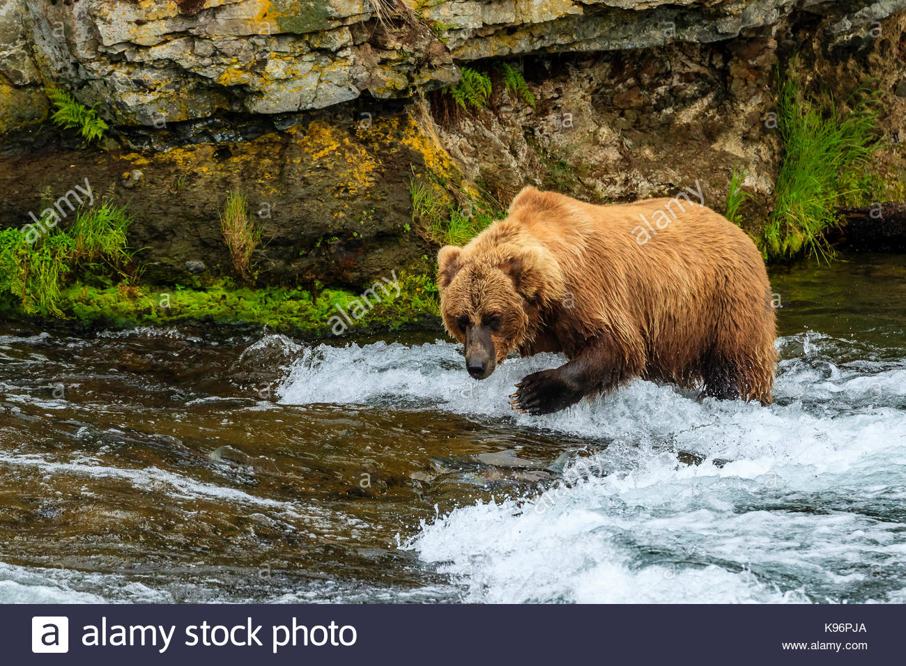 Braunbären zu finden für sockeye Lachse an den Bächen fällt. Stockfoto