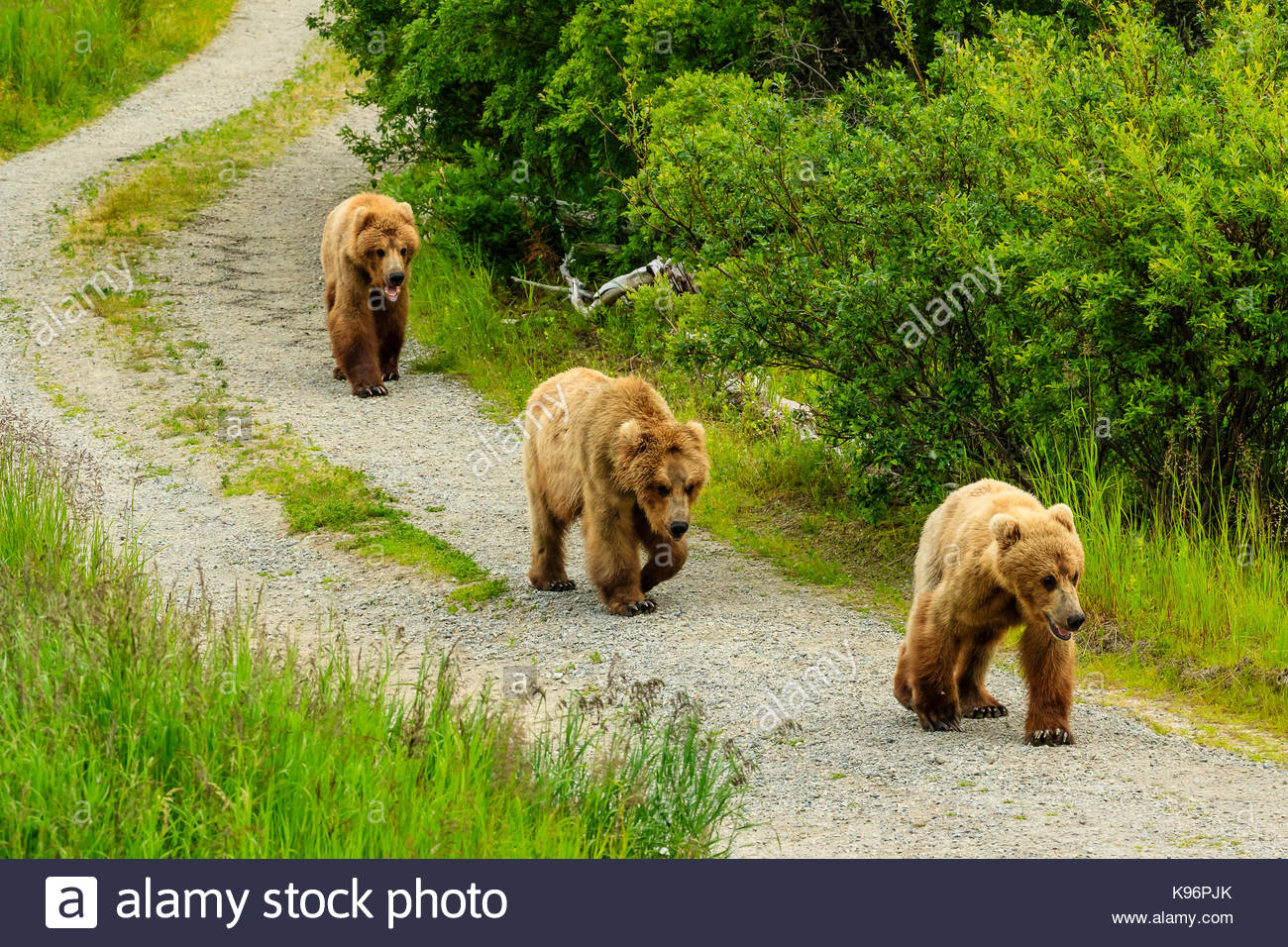 Braunbären, Ursus arctos, wandern die Straße bei Brooks Camp. Stockfoto