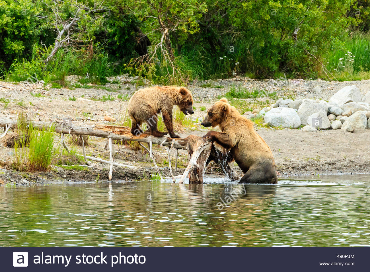 Braunbären, Ursus arctos, Mutter und Cub spielen auf einem Baumstamm entlang der Brooks River bei Brooks Camp. Stockfoto