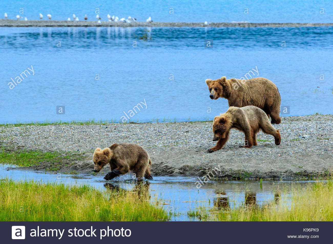 Braunbären, Ursus arctos, Mutter und jungen Wandern entlang der Brooks River bei Brooks Camp Stockfoto