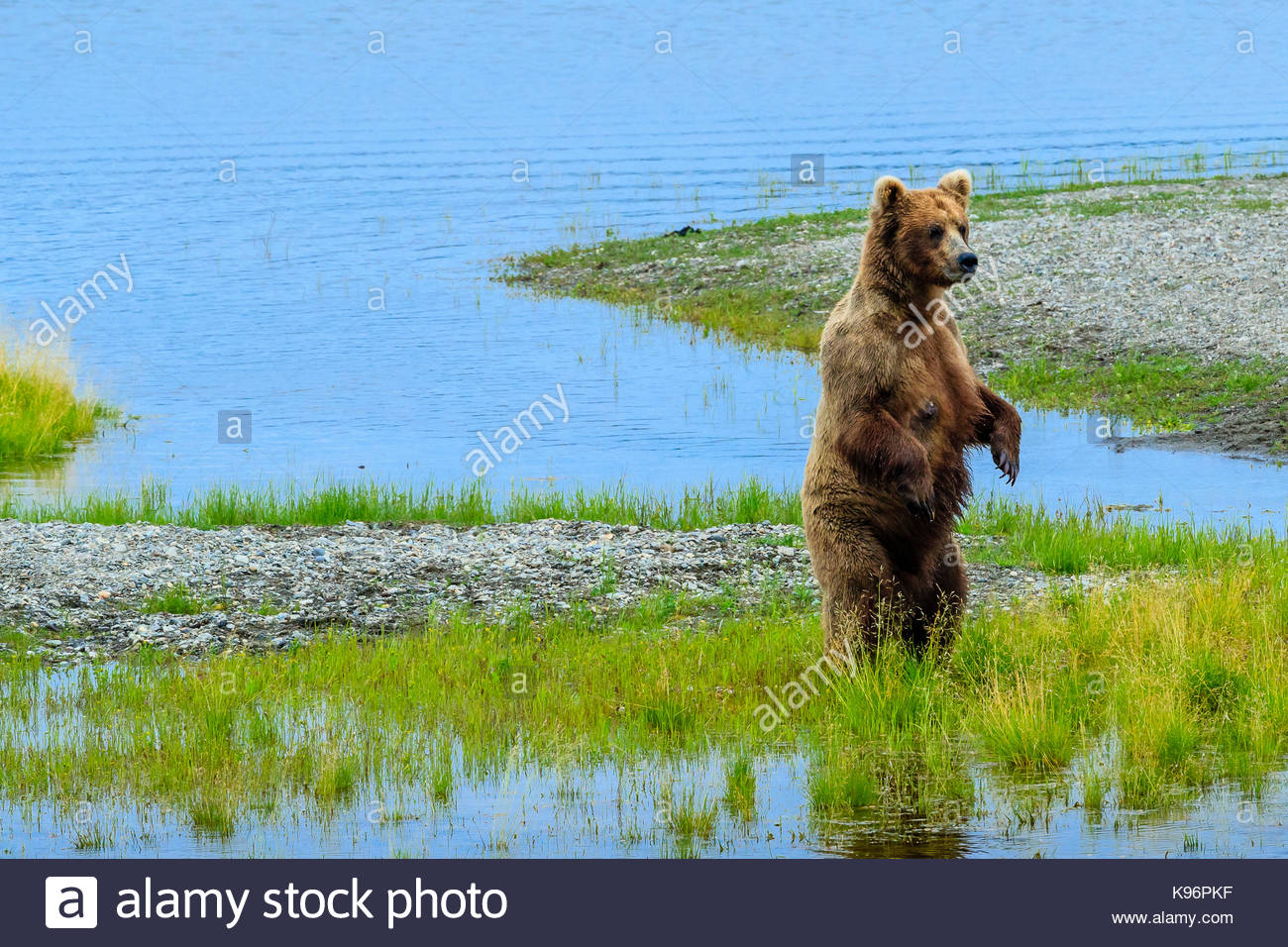 Mutter Braunbär, Ursus arctos, entlang der Brooks River steht. Stockfoto