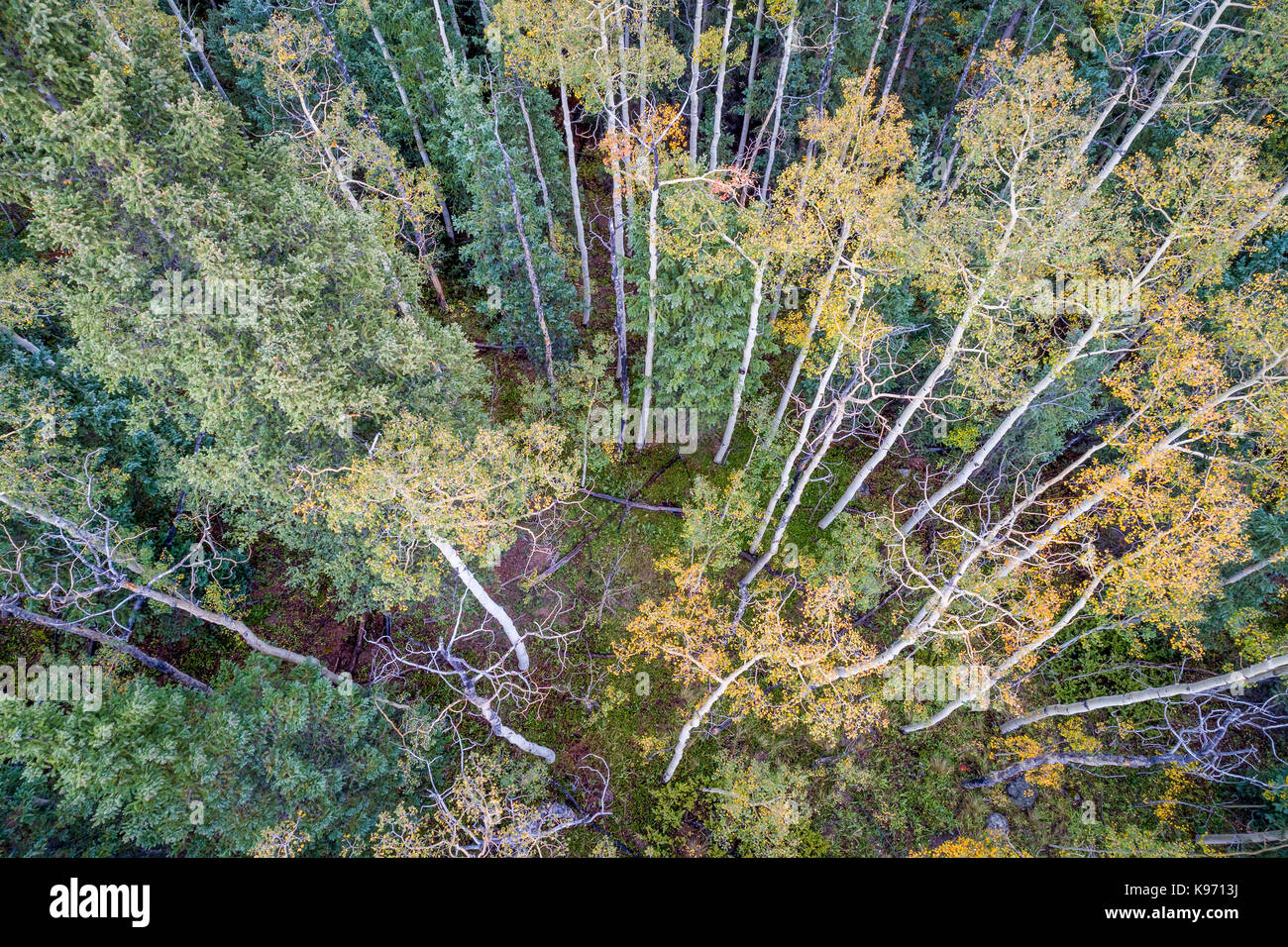 Fichte und Aspen im Herbst Farben bei Kenosha Pass in Colorado Rocky Mountains, Luftaufnahme Stockfoto