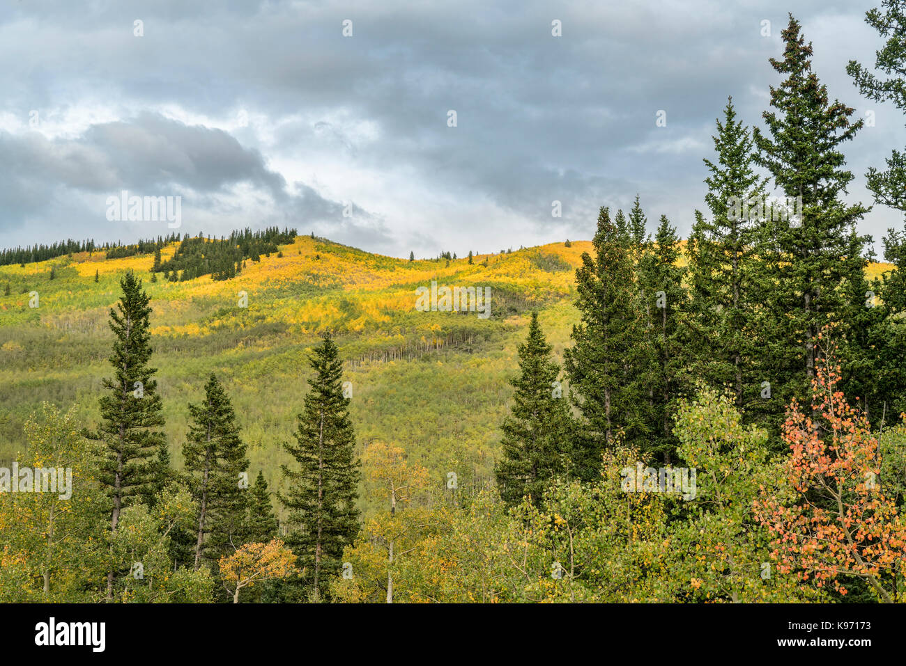 Aspen Herbstfarben in Kenosha Pass in den Rocky Mountains, Colorado Stockfoto