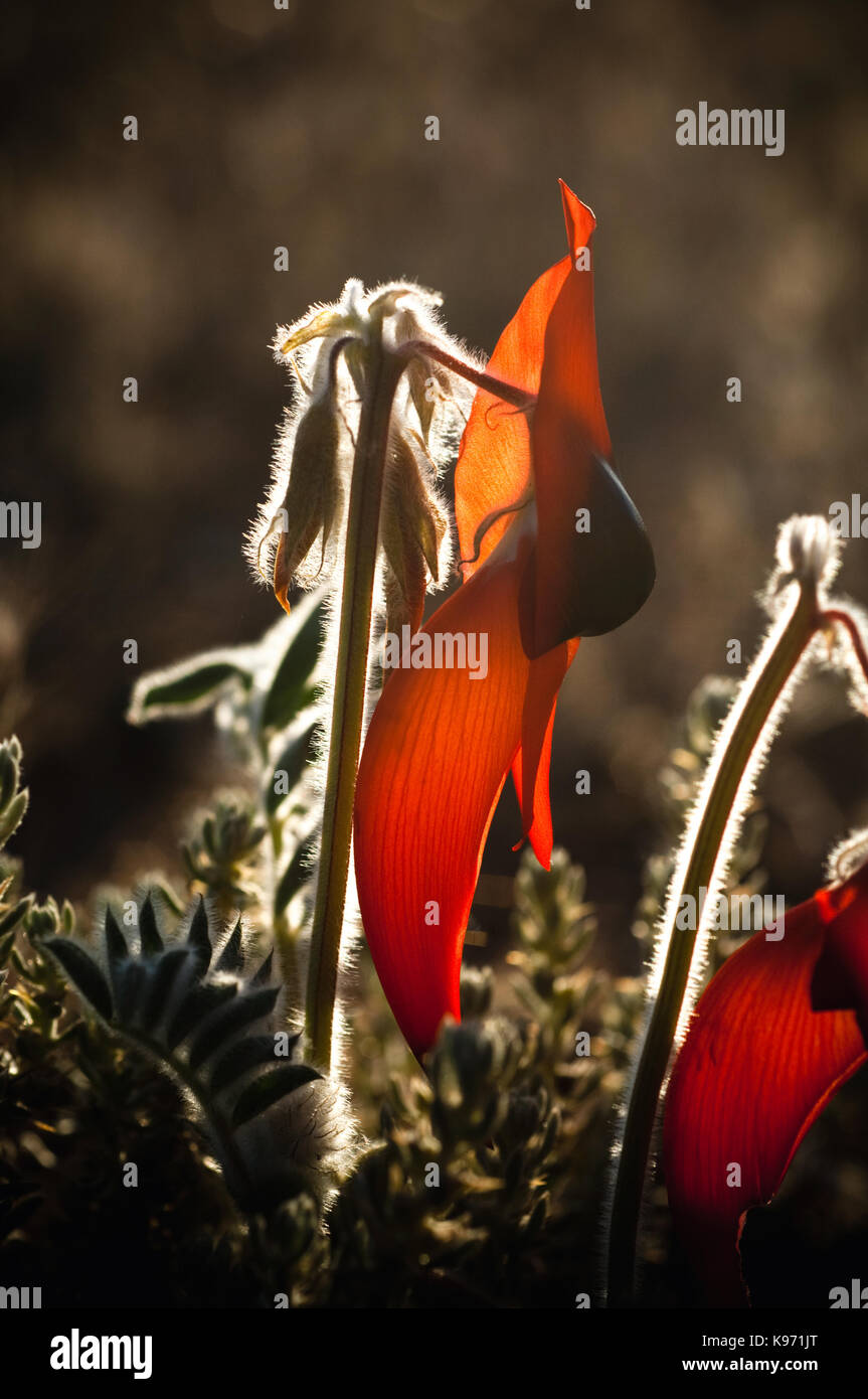 Nahaufnahme von Sturt's Desert Pea Blume rim beleuchtet am späten Nachmittag. Swainsonia Formosa ist in allen australischen Festlands mit Ausnahme der Mitgliedstaaten Stockfoto