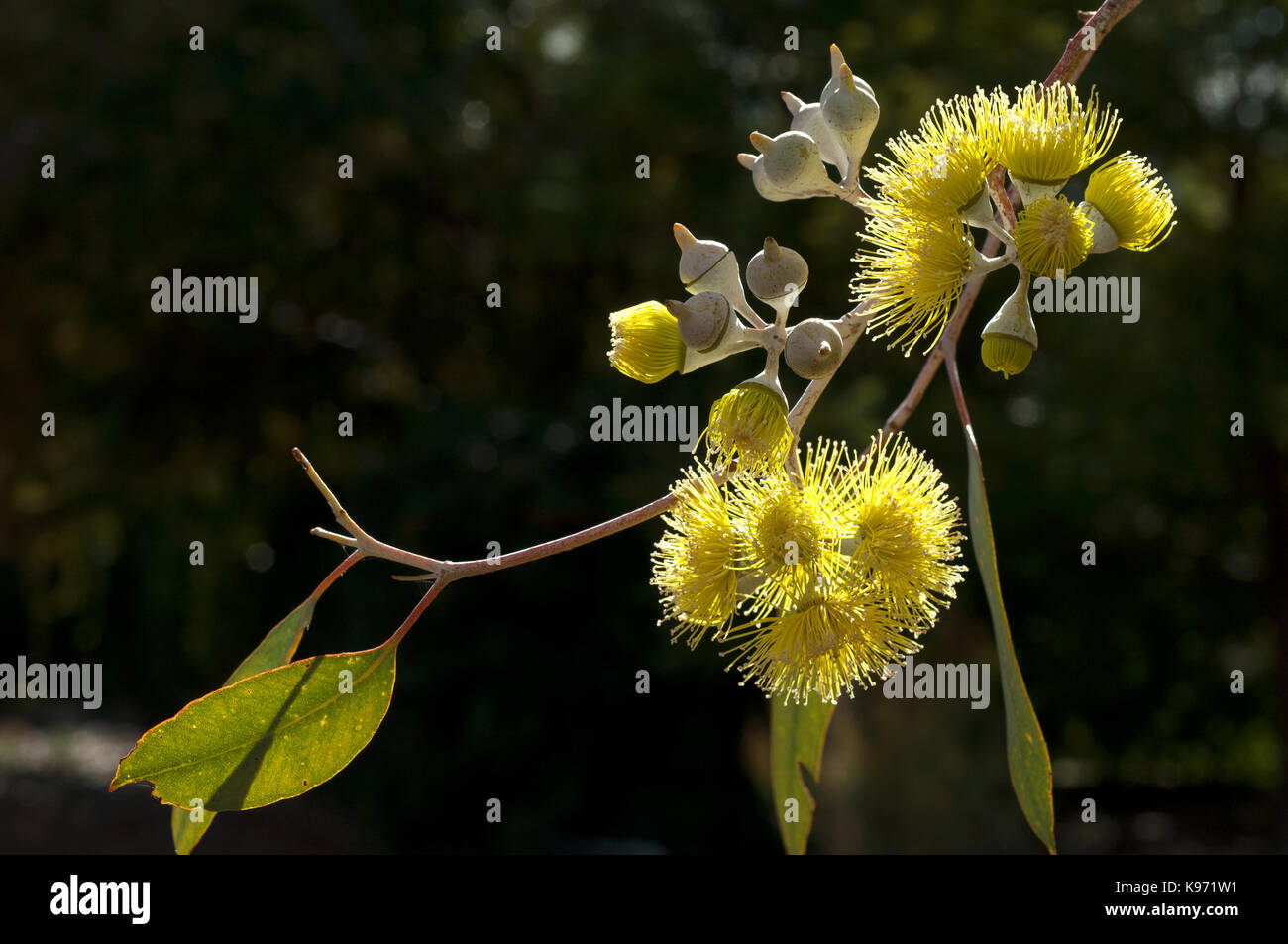 Nahaufnahme von flower Cluster und seltsame Blüten sowie deren Knospen der australischen Ureinwohner Gummi, Eukalyptus woodwardii. Stockfoto