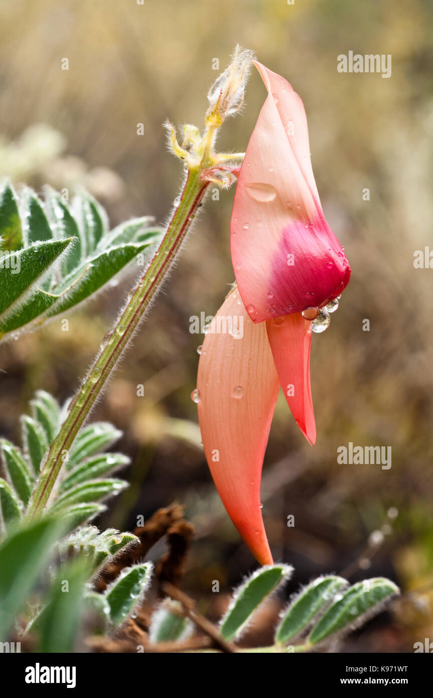 Pale Pink version Der normalerweise tief rot Sturts Desert Pea, spektakuläre native Blume des semiariden Regionen Australiens. Stockfoto