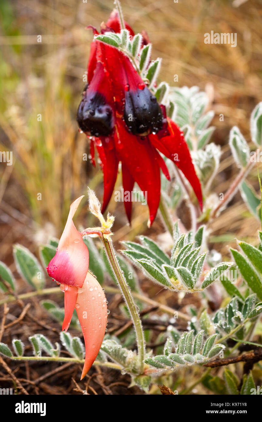 Ungewöhnliche rosa Sturt's Desert Pea Blume, mit mehr üblichen Tief rote Ausführung im Hintergrund. Stockfoto