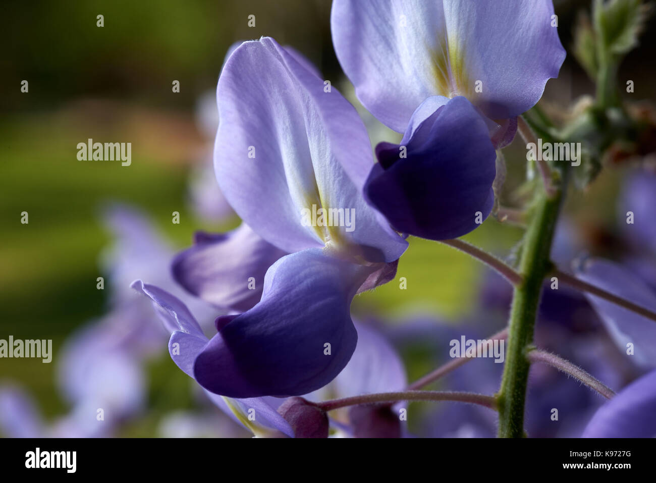 Closeup offlower Chinesische Glyzine (Wisteria sinensis) einen Strog klettern Werks für die Herstellung von Massen von lila Blumen im Frühling. Stockfoto