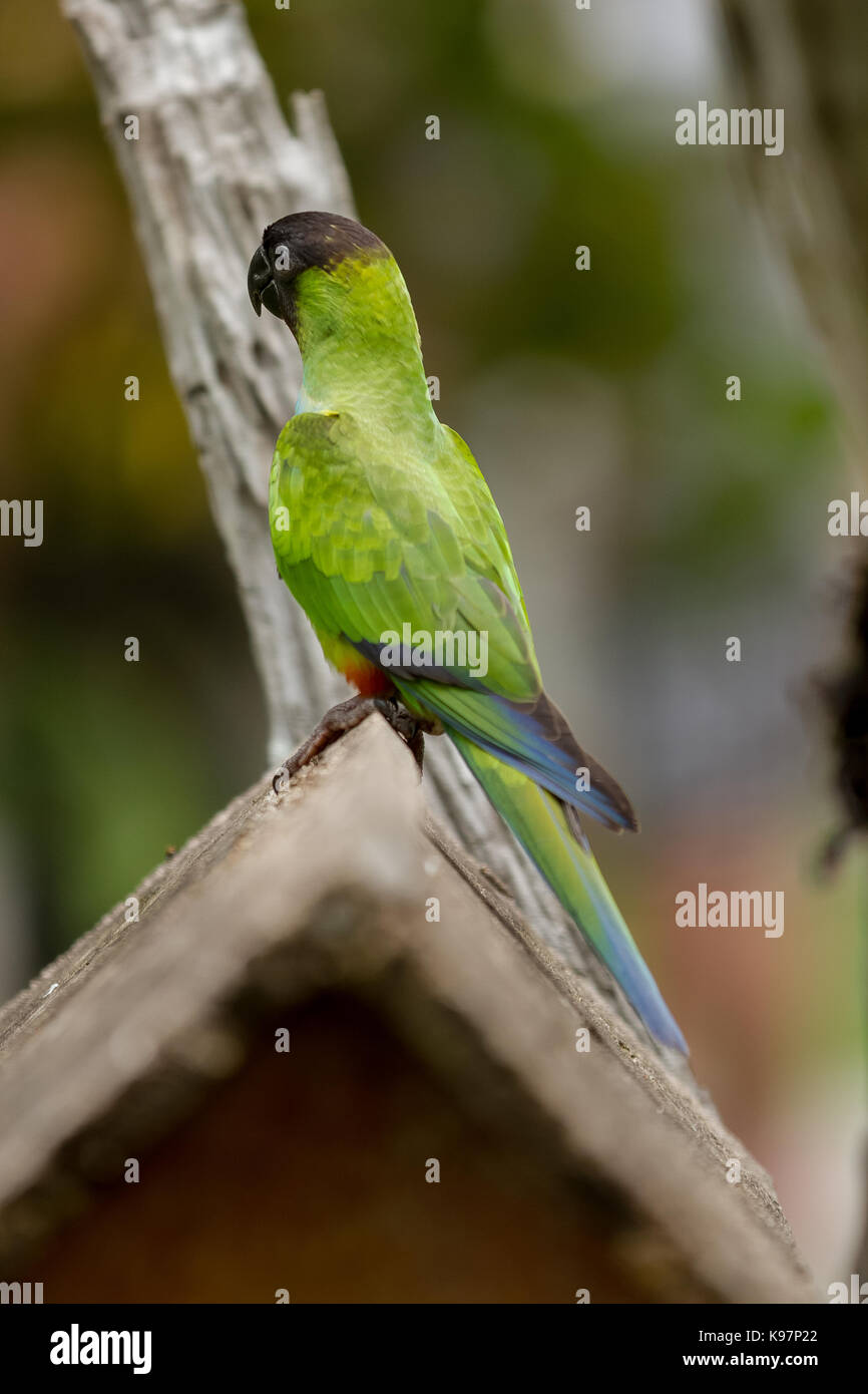 Brasilianischen Pantanal - wildlife Stockfoto