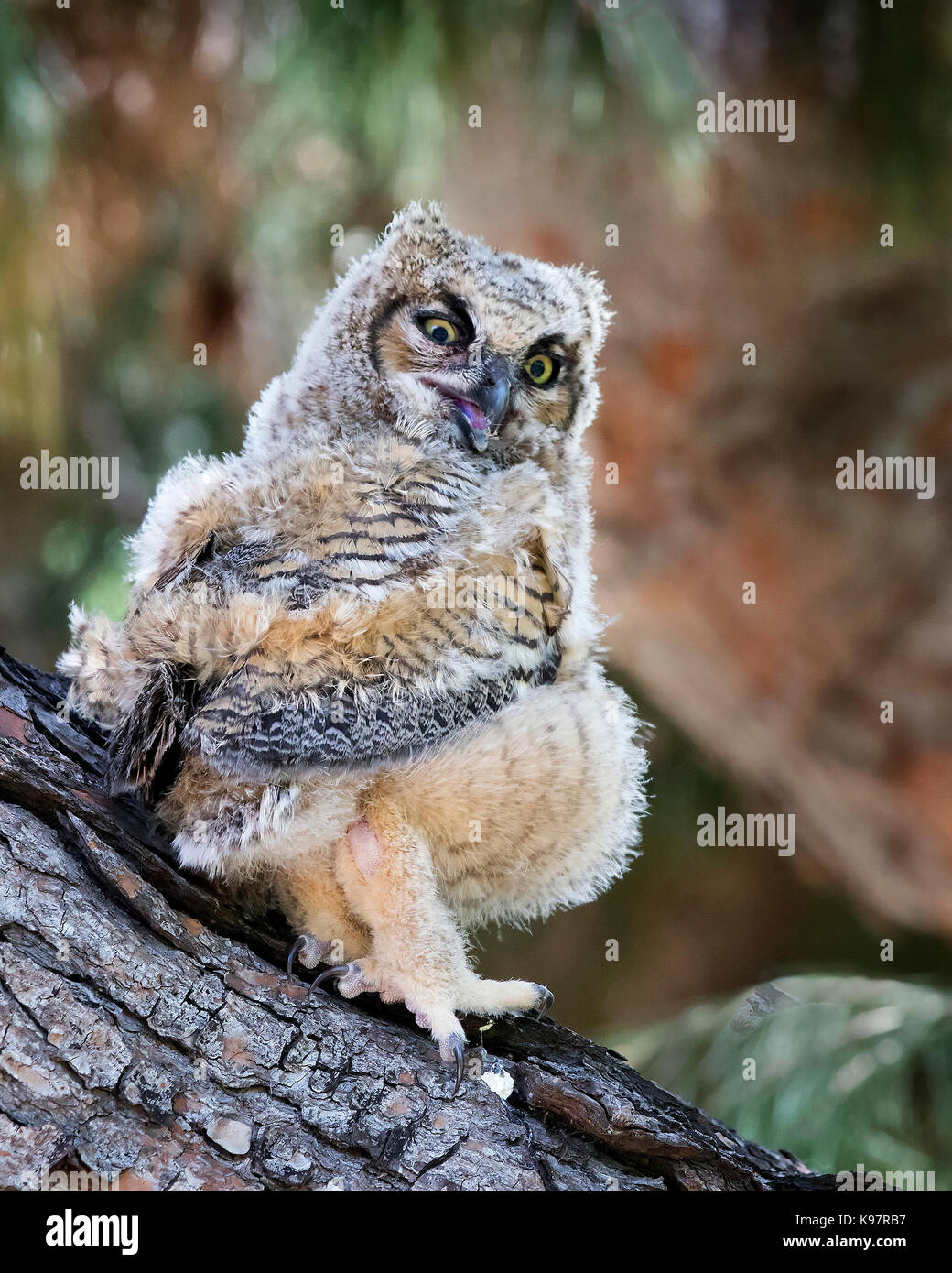 Junge Great horned Owl starrt Fotograf Stockfoto