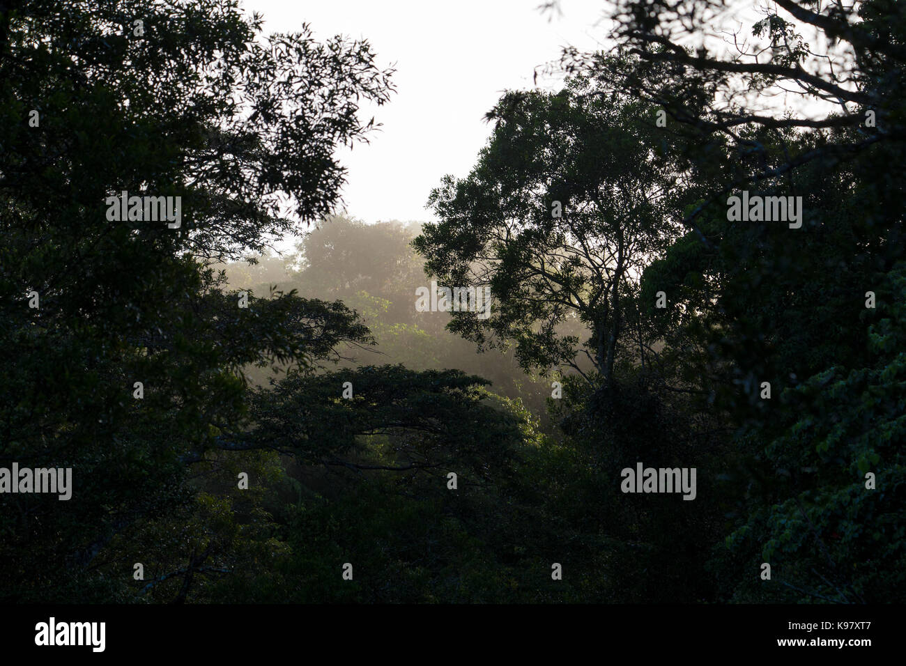 Regenwald in der Einfassung Lewis National Park, Queensland, Australien Stockfoto