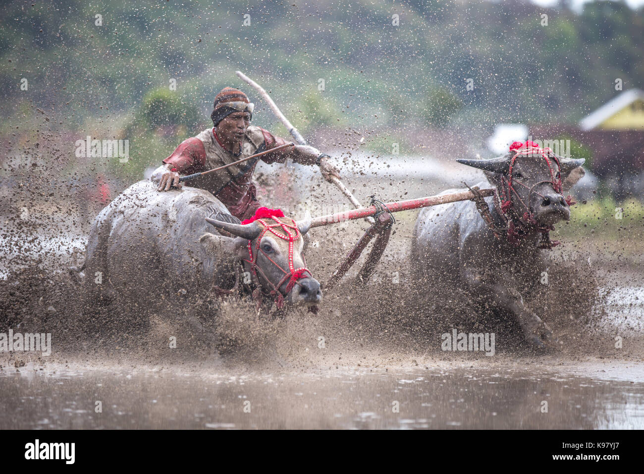 Barat Jereweh, Sumbawa, Indonesien - 10. September 2017: Lokale buffalo Race Bewerb auf der Insel Sumbawa, Indonesien am 10. September 2017 abgehalten. Stockfoto