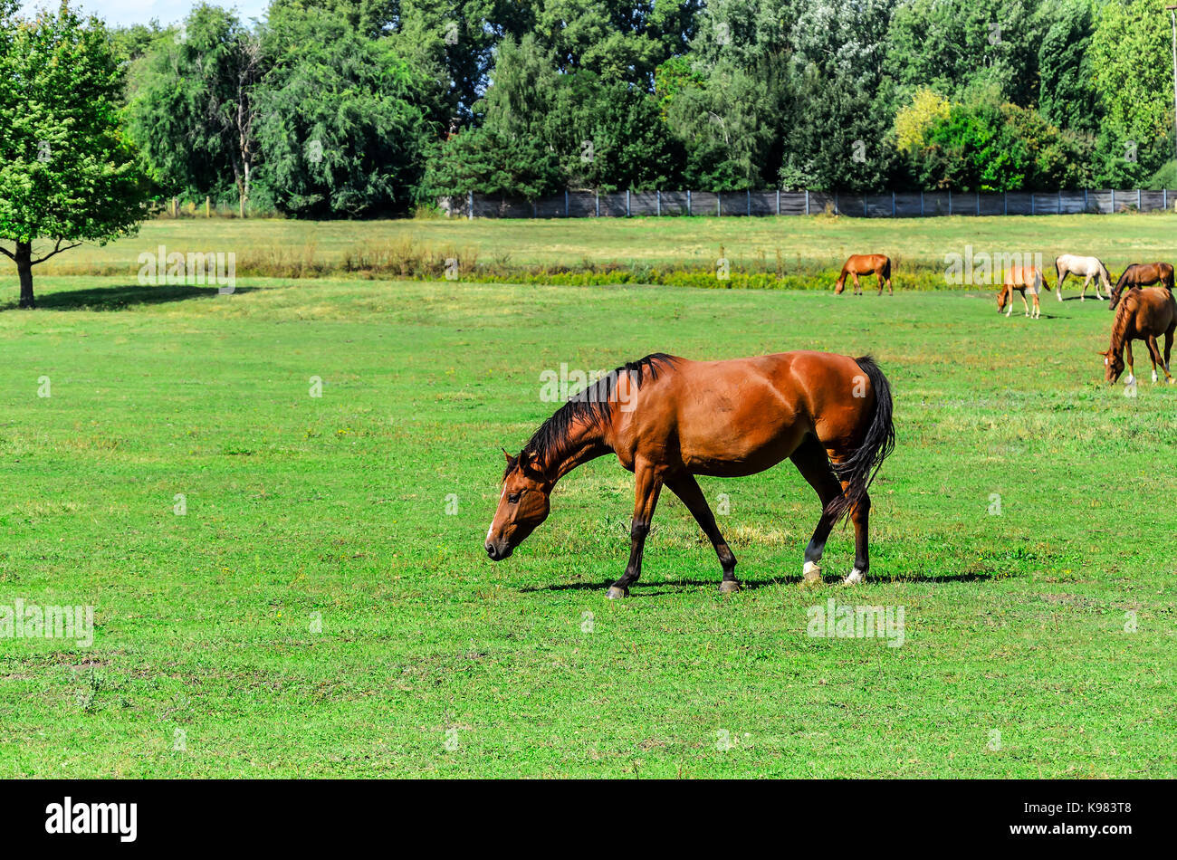 Pferde auf der Wiese Gras essen. Stockfoto