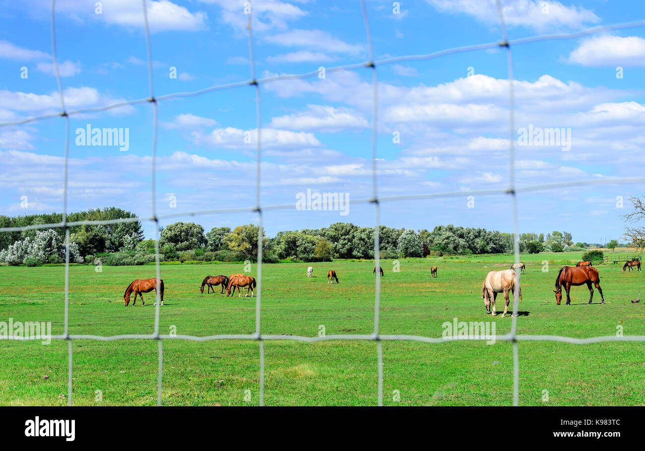 Pferde auf der Wiese Gras essen. Stockfoto