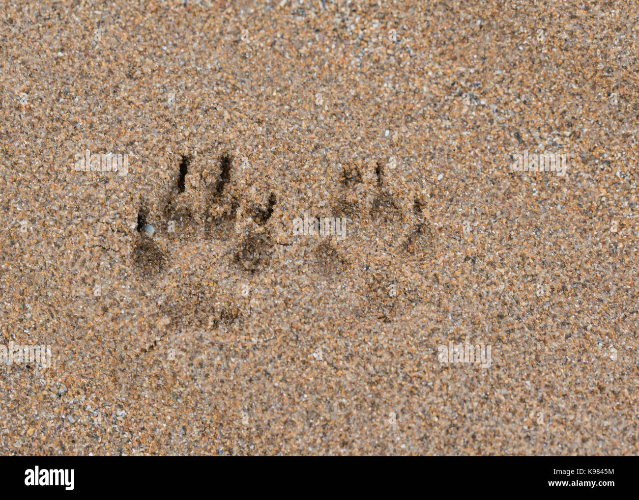 Männliche japanische Shiba Inu Hund nach Pfotenabdrücke im Sand Stockfoto