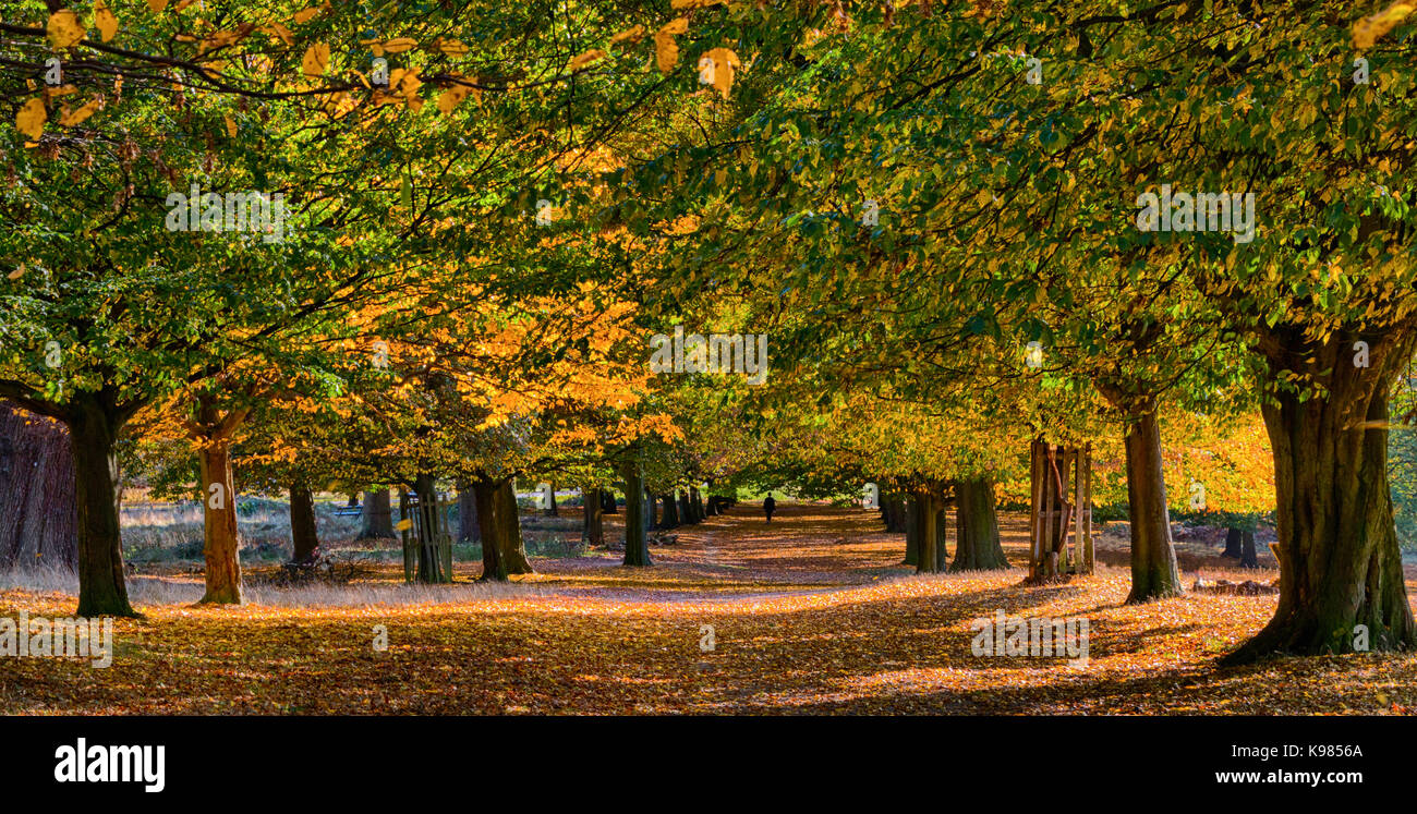 Eine Allee der Bäume in Gelb und Goldener Herbst Laub bedeckt. Sonnenlicht Streams über die Blätter fallen weg. Ein einsamer Wanderer in der Ferne fügt Skala Stockfoto
