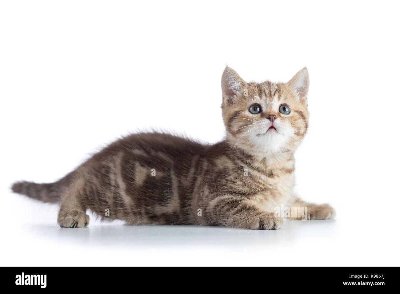 Cute Baby tabby Kitten auf weißem Hintergrund Stockfoto