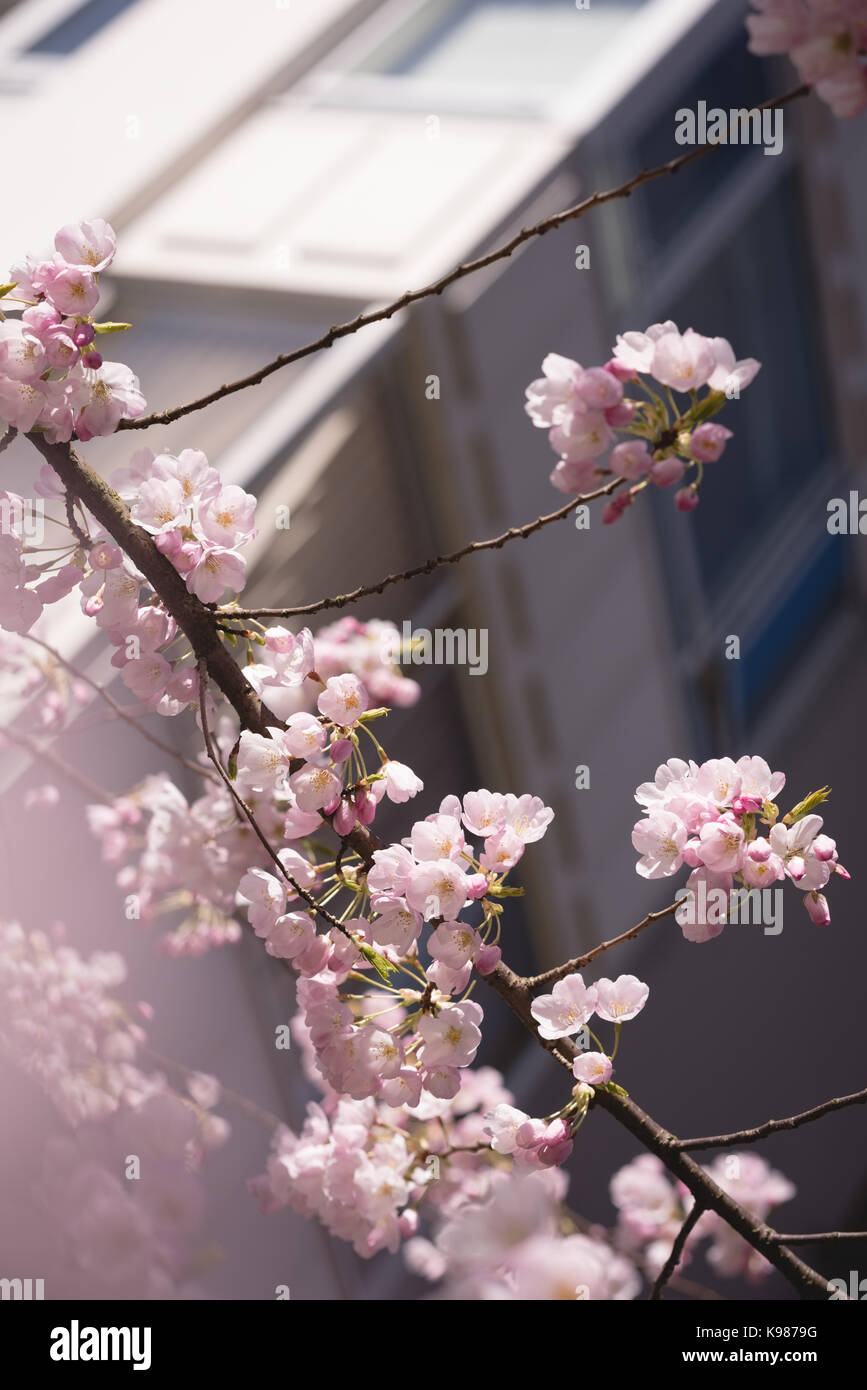 Nahaufnahme der Blüte Blume in Zweigstellen Stockfoto