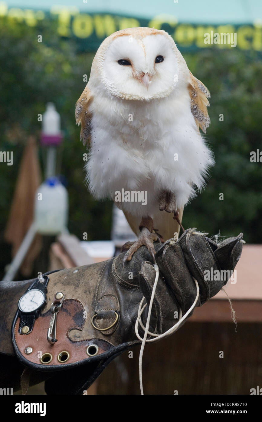 Barn Owl auf einem Handschuh Stockfoto