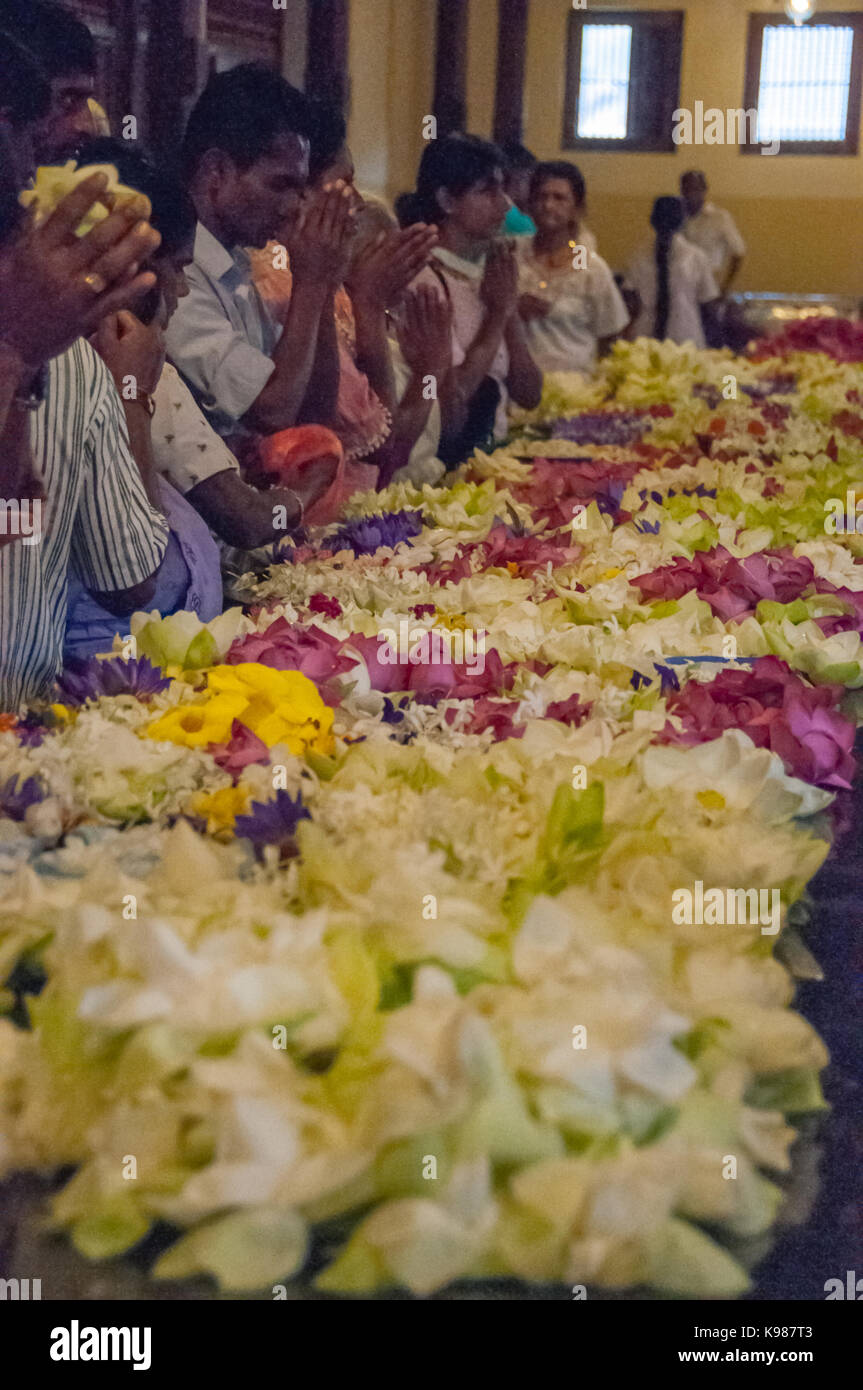 Anhänger beten mit Blumen an der Tempel des Zahns in Kandy, Sri Lanka. Stockfoto
