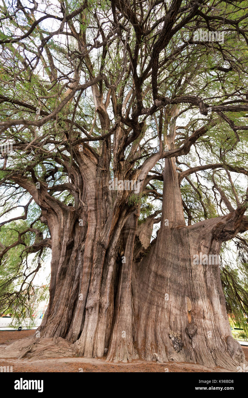 Vertikale Ansicht von dem Baum von Tule, sagte, der größte Baum der Welt in der Nähe von Oaxaca, Mexiko Stockfoto