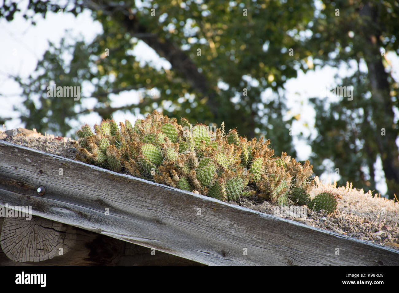 Nahaufnahme der Feigenkaktus Kakteen auf einem Dach mit Dach im Vordergrund und die Bäume im Hintergrund. Stockfoto