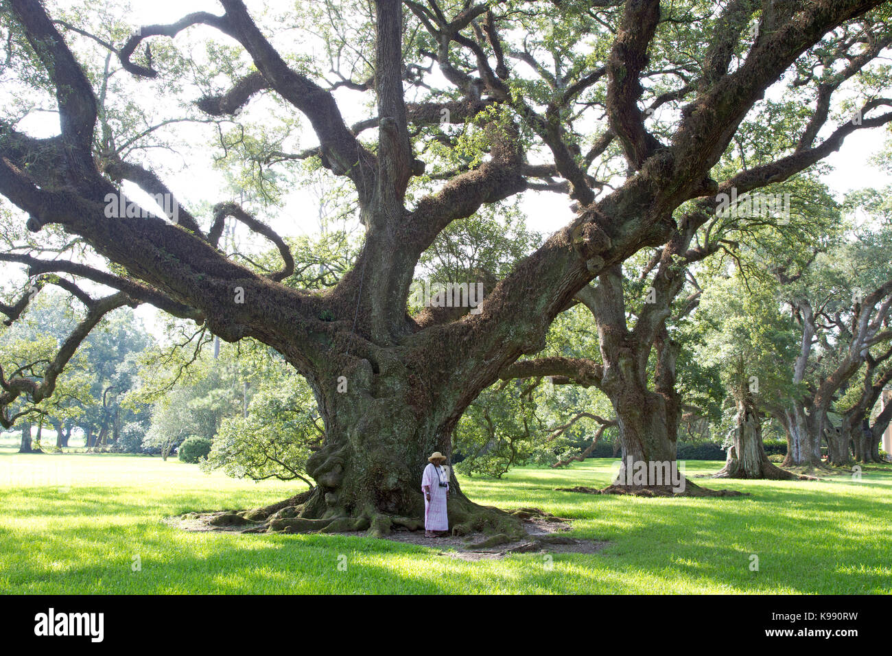 Frau, die an der Basis eines riesigen Live Oak Tree Stockfoto