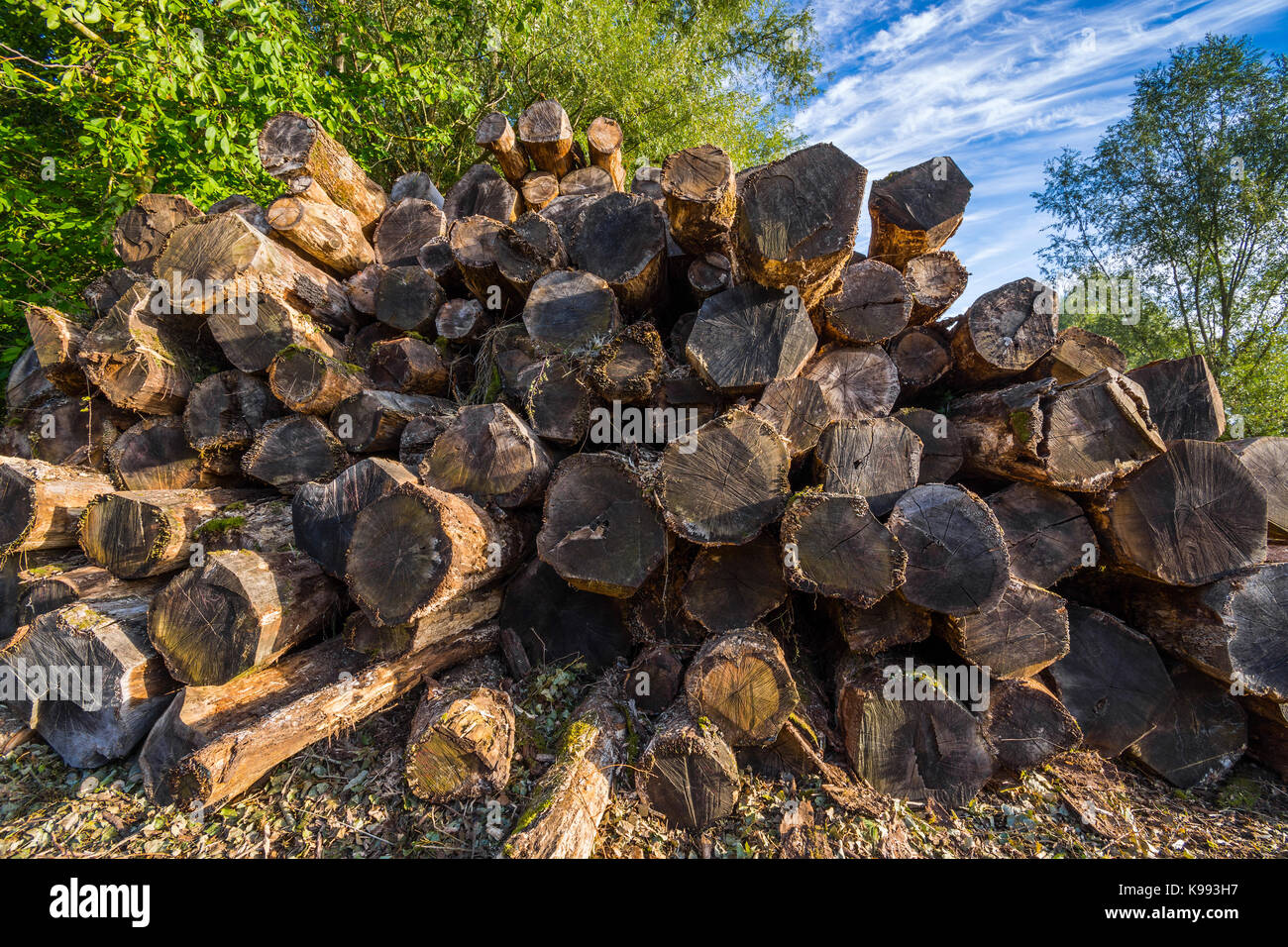 Stapel von Baumstämmen. Stockfoto