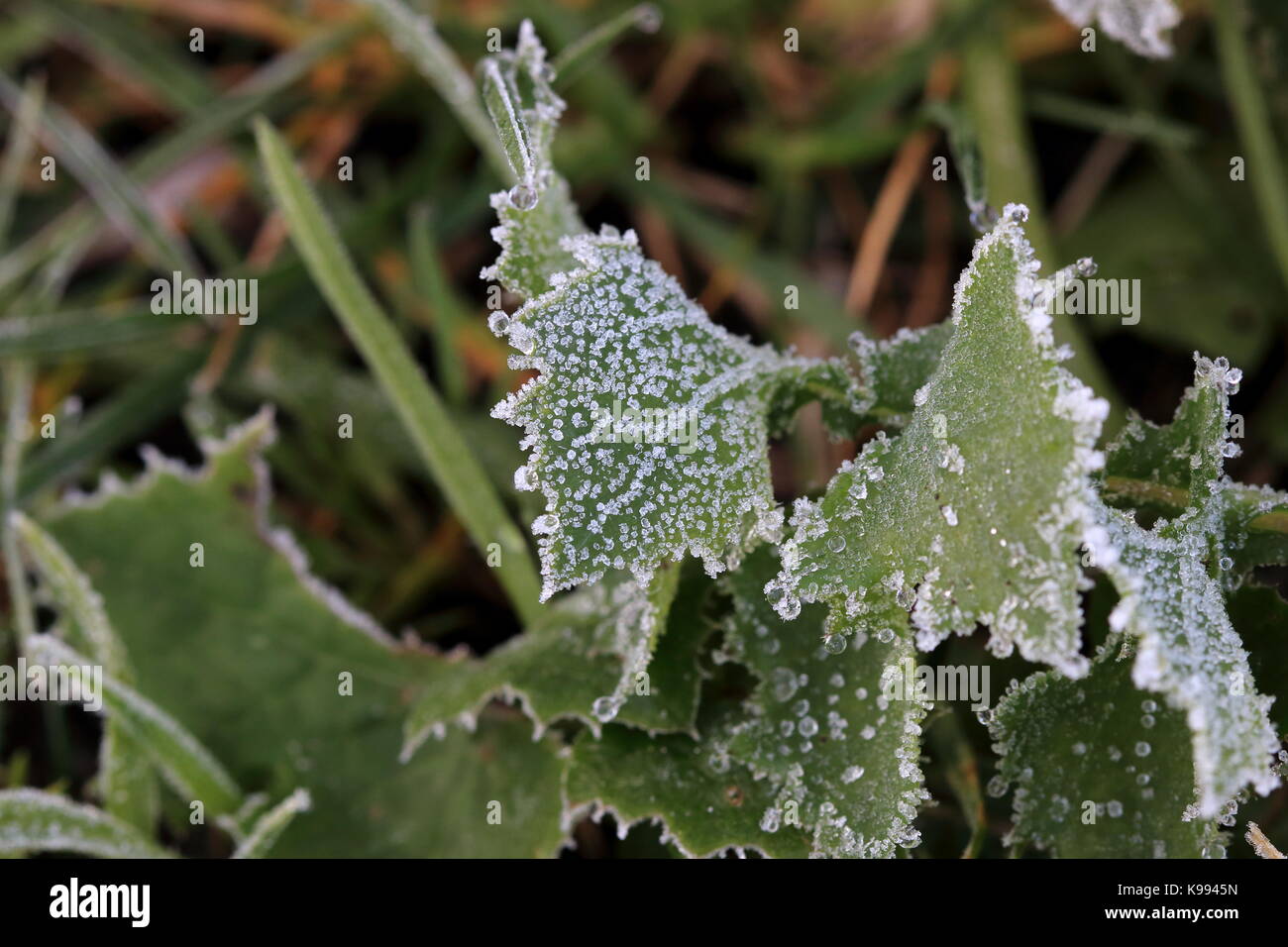 Frost auf dogbane Plectranthus caninus, Colues canina Stockfoto